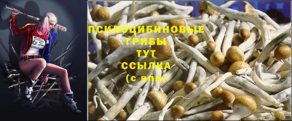ПСИЛОЦИБИНОВЫЕ ГРИБЫ Осташков